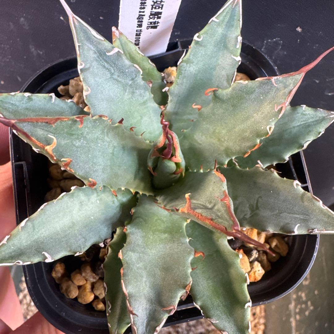 アガベ妖炎×姫嚴龍　ハイブリッド土田制所産typeB ②