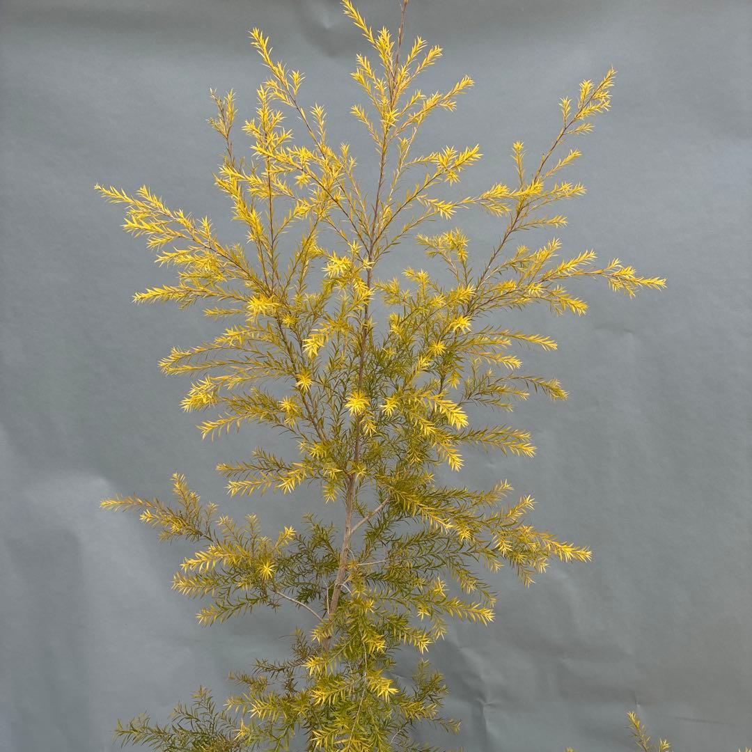 メラレウカ　レボリューションゴールド 170cm