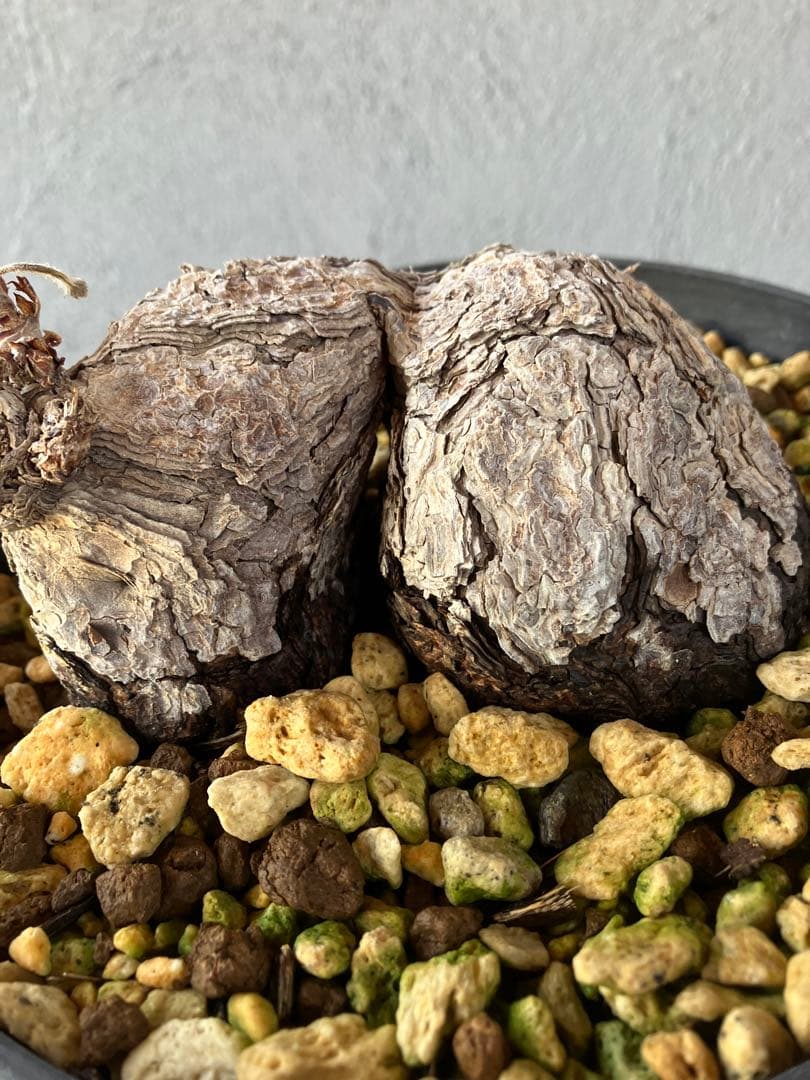 ペラルゴニウム　トリステ　コレクション株