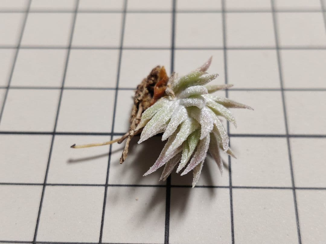 フラワー・ガーデニング Tillandsia ionantha vanhyningii minor